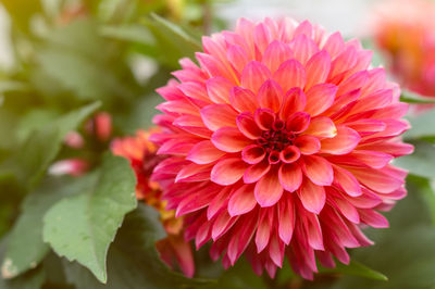 Close-up of pink dahlia flower
