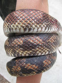 Close-up of snake