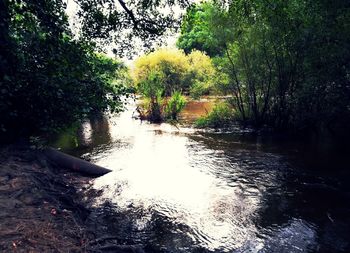 Scenic view of river with trees in background