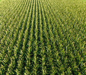 Full frame shot of wheat field