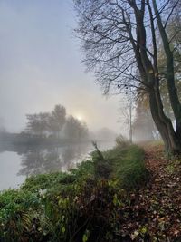 Trees by river against sky