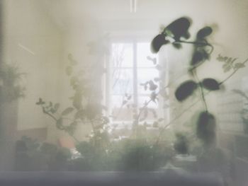 Close-up of man with curtain on window at home