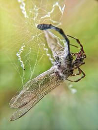 Close-up of spider on web