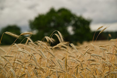 Close-up of wheat growing on field