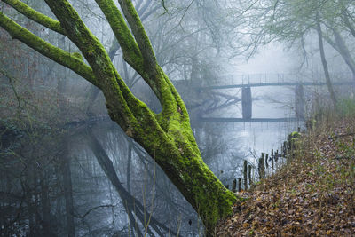 Bridge over river in forest