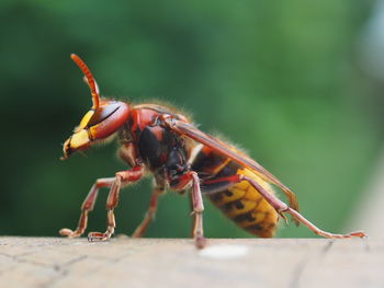 Close-up of insect