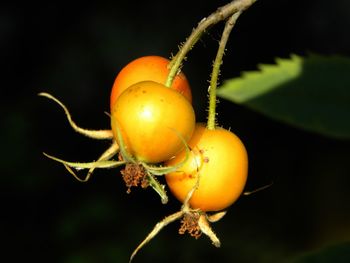 Close-up of orange on plant