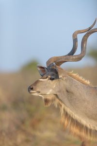 View of deer