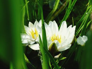 Close-up of white flower