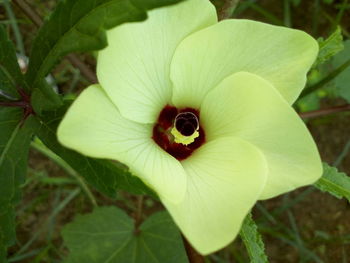 Close-up of insect on flower