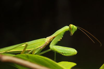 Close-up of insect on leaf