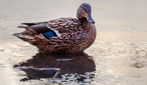 Close-up of a duck swimming in lake