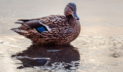 Close-up of a duck swimming in lake
