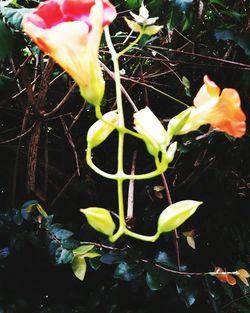 Close-up of flowers blooming outdoors