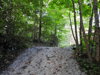 Road amidst trees in forest