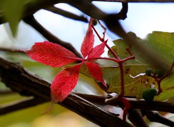 Close-up of leaves