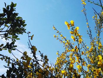 Low angle view of flowering plants against blue sky