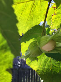 Close-up of green leaves on plant