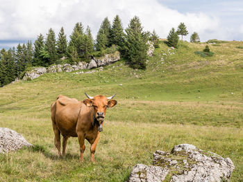 View of a cow on field