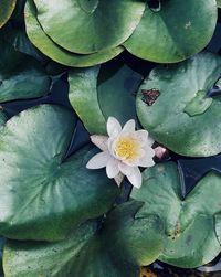 High angle view of lotus water lily in pond