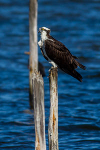 Bird perching on wooden post