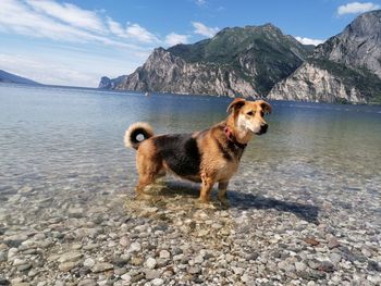 Dog on beach against sky