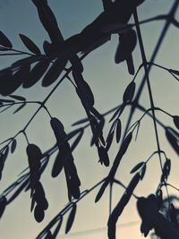 Close-up of silhouette plant against fence