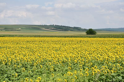 Scenic view of oilseed rape field against sky