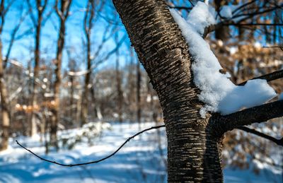 Close-up of frozen tree trunk