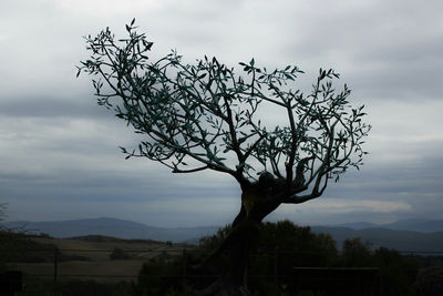 Silhouette tree against sky
