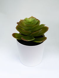 Close-up of succulent plant against white background