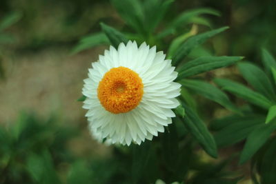 Close-up of flower blooming outdoors