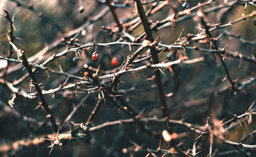 Close-up of snow on branch