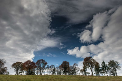 Low angle view of trees on field against sky