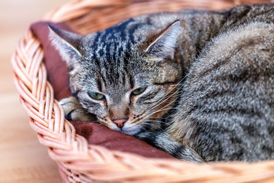 Close-up of cat resting in basket