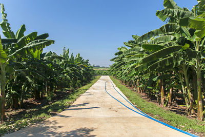 Dirt road amidst trees against clear sky