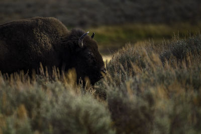 View of an animal on field