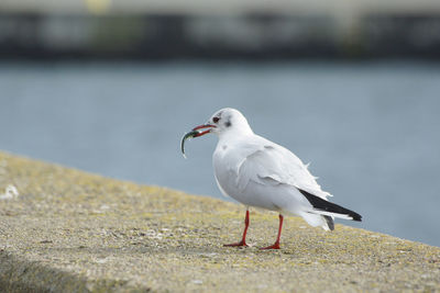 Seagull perching on retaining wall