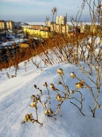 Plants on snow covered field against sky