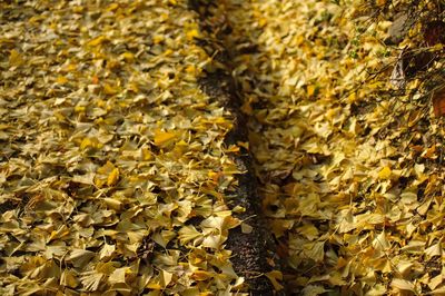 Full frame shot of yellow autumn leaves