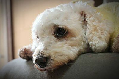 Close-up of a dog