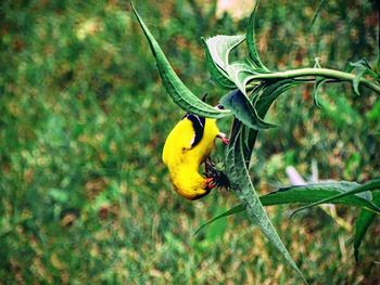 Close up of yellow leaf