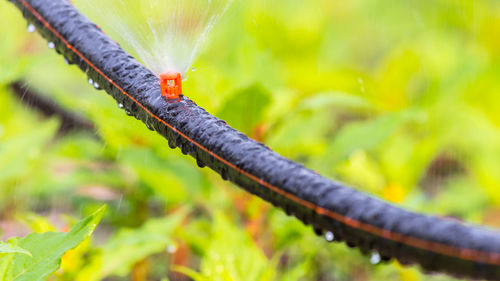 Close-up of insect on leaf