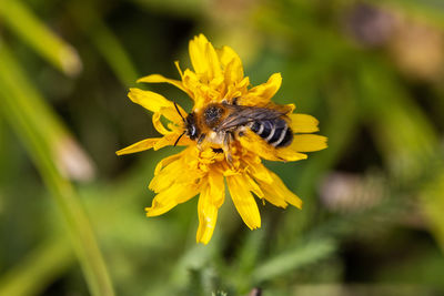 Close-up of bee pollinating on yellow flower