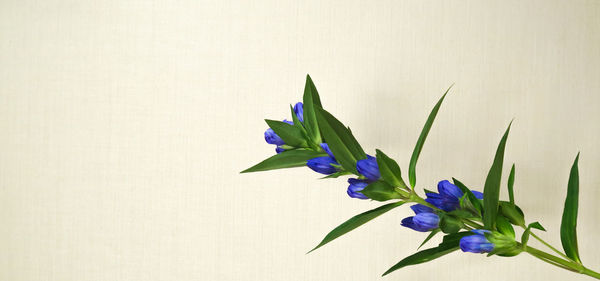 Close-up of purple flowering plant against wall