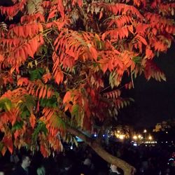 Close-up of red leaves at night