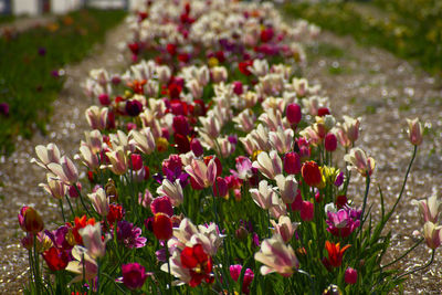 Close-up of flowering plants on field