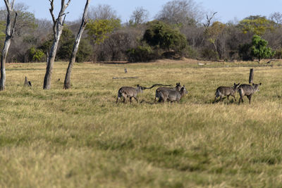 Waterbucks in a field