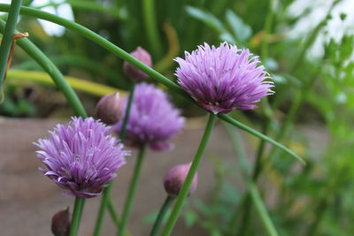 Close-up of purple pink flowering chive herb