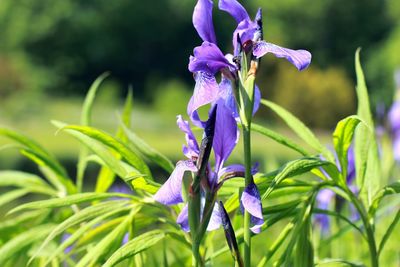 Close-up of purple flowers blooming outdoors